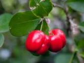 Acerola Cherry