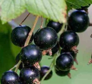 Black Currant