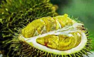 Durian Fruit