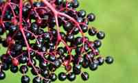 Elderberry