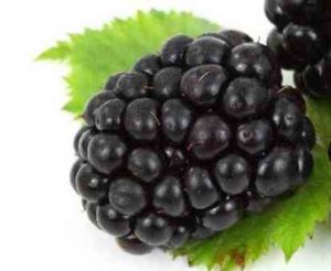 Fruit Black Berry