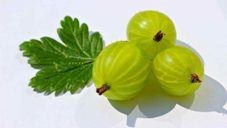 Indian Gooseberry