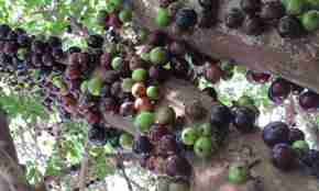 Jaboticaba