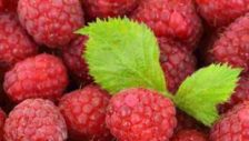 Raspberries