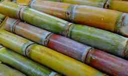 Sugar cane