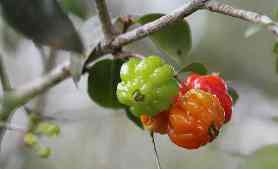 Surinam Cherry