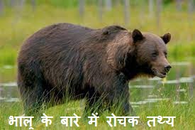 Bear Information In Hindi