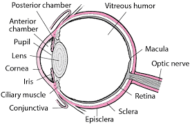 Amazing Facts Eyes in Hindi