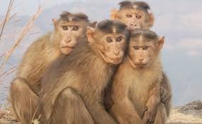 Facts About Monkey in Hindi