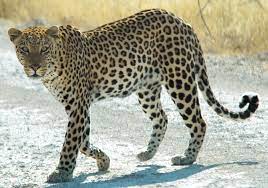 Facts Leopard in Hindi