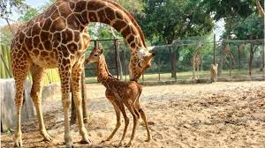 Information About Giraffe In Hindi