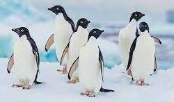 Penguin Facts And Information In Hindi